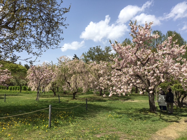 さくら園の桜