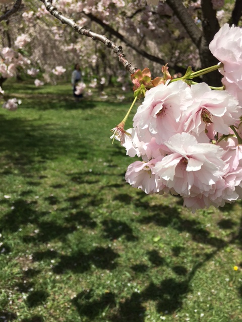 さくら園の桜